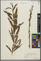 Foto von Salix purpurea L. x Salix viminalis L.